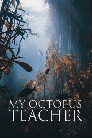 Ahtapottan Öğrendiklerim – My Octopus Teacher izle